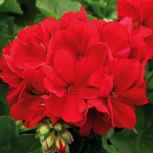 Koyu kırmızı sarkan sardunya fidesi summer lovers dark red