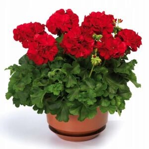 Koyu kırmızı sarkan sardunya fidesi summer lovers dark red