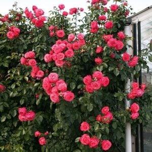 Kokulu rosanna sarmaşık gül fidanı aşılı 3+ yaş