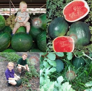 Siyah elmas karpuz tohumu geleneksel watermelon black diamond