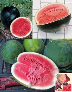 Siyah elmas karpuz tohumu geleneksel watermelon black diamond