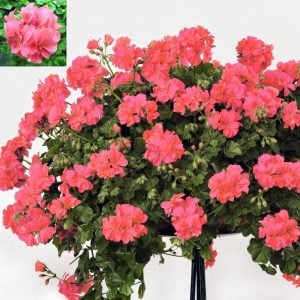 Somon sarkan sakız sardunya fidesi ithal pelargonium salmon
