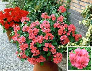 Somon sarkan sakız sardunya fidesi ithal pelargonium salmon