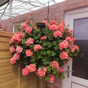 Somon sarkan sakız sardunya fidesi ithal pelargonium salmon