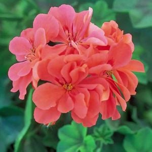 Somon sarkan sakız sardunya fidesi ithal pelargonium salmon