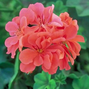 Somon sarkan sakız sardunya fidesi ithal pelargonium salmon