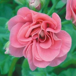Somon sarkan sakız sardunya fidesi ithal pelargonium salmon