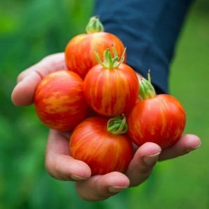 Tigerella çizgili domates tohumu geleneksel heirloom tigerella  tomato seeds