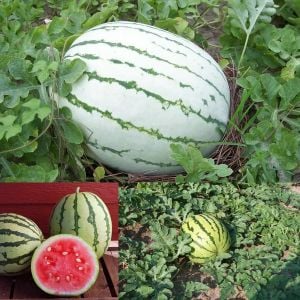 Erkenci karpuz tohumu geleneksel watermelon dixie queen