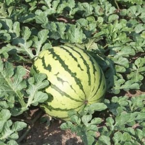 Erkenci karpuz tohumu geleneksel watermelon dixie queen