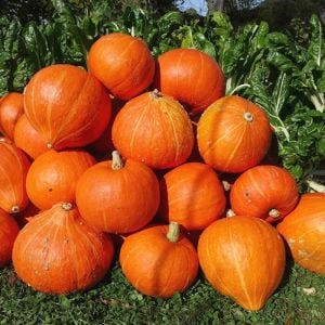 Lezzetli Altın Atalık kabak tohumu kışlık depolamaya uygun