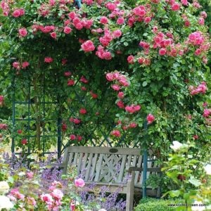 Çok yoğun kokulu laguna sarmaşık gül fidanı aşılı 3+ yaş