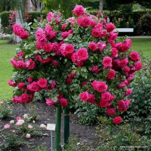 Çok yoğun kokulu laguna sarmaşık gül fidanı aşılı 3+ yaş