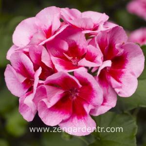 Gül sarkan yerörtücü sardunya fidesi summer lovers rose splash