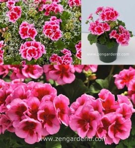 Gül sarkan yerörtücü sardunya fidesi summer lovers rose splash