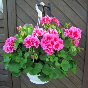 Gül sarkan yerörtücü sardunya fidesi summer lovers rose splash