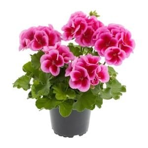 Gül sarkan yerörtücü sardunya fidesi summer lovers rose splash