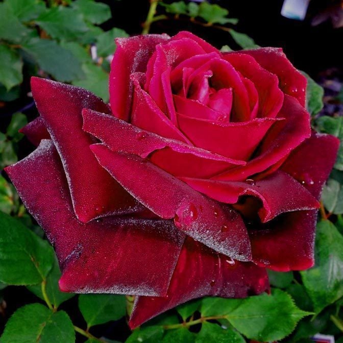 Çok yoğun kokulu black beauty sarmaşık gül fidanı aşılı 3+ yaş