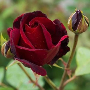 Çok yoğun kokulu black beauty sarmaşık gül fidanı aşılı 3+ yaş