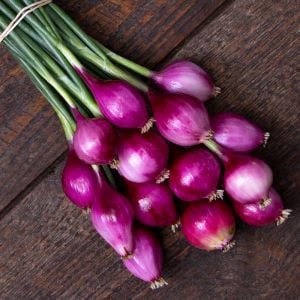 Purplette erkenci soğan tohumu
