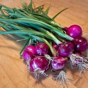 Purplette erkenci soğan tohumu