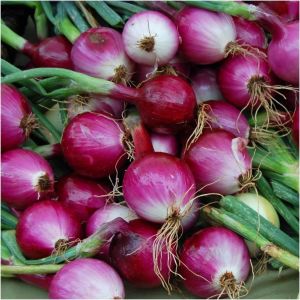 Purplette erkenci soğan tohumu