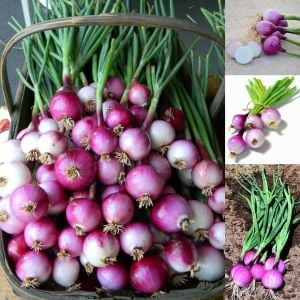 Purplette erkenci soğan tohumu