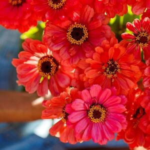 Salmon Queen zinnia tohumu kirli hanım çiçeği zinya