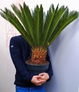 Sikas Sagu palmiyesi fidanı Cycas revoluta