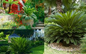 Sikas Sagu palmiyesi fidanı Cycas revoluta