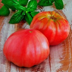 Brandywine domates tohumu geleneksel heirloom brandywine red tomato seeds