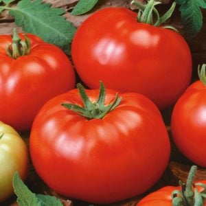 Brandywine domates tohumu geleneksel heirloom brandywine red tomato seeds