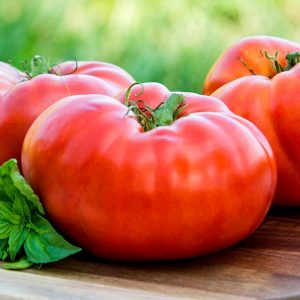 Brandywine domates tohumu geleneksel heirloom brandywine red tomato seeds