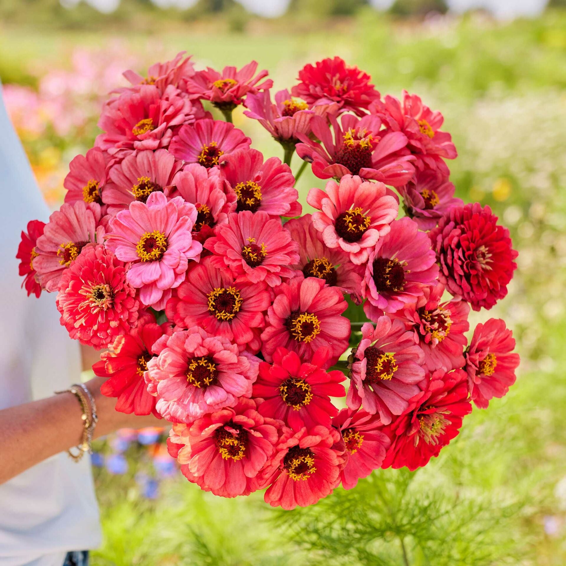 Salmon Queen zinnia tohumu kirli hanım çiçeği zinya - 104,31 TL