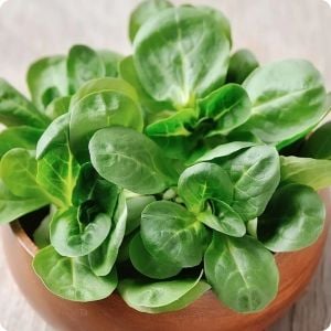 Kuzu marulu tohumu Mache Corn salad valerianella locusta