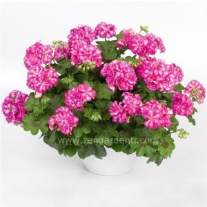 Alaca gül sarkan sakız sardunya fidesi ithal pelargonium arctic rose