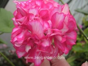 Alaca gül sarkan sakız sardunya fidesi ithal pelargonium arctic rose