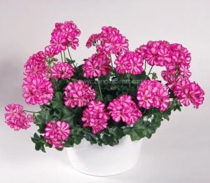 Alaca gül sarkan sakız sardunya fidesi ithal pelargonium arctic rose