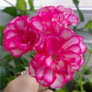 Alaca gül sarkan sakız sardunya fidesi ithal pelargonium arctic rose