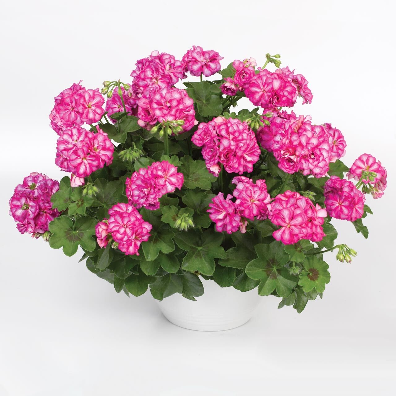 Alaca gül sarkan sakız sardunya fidesi ithal pelargonium arctic rose