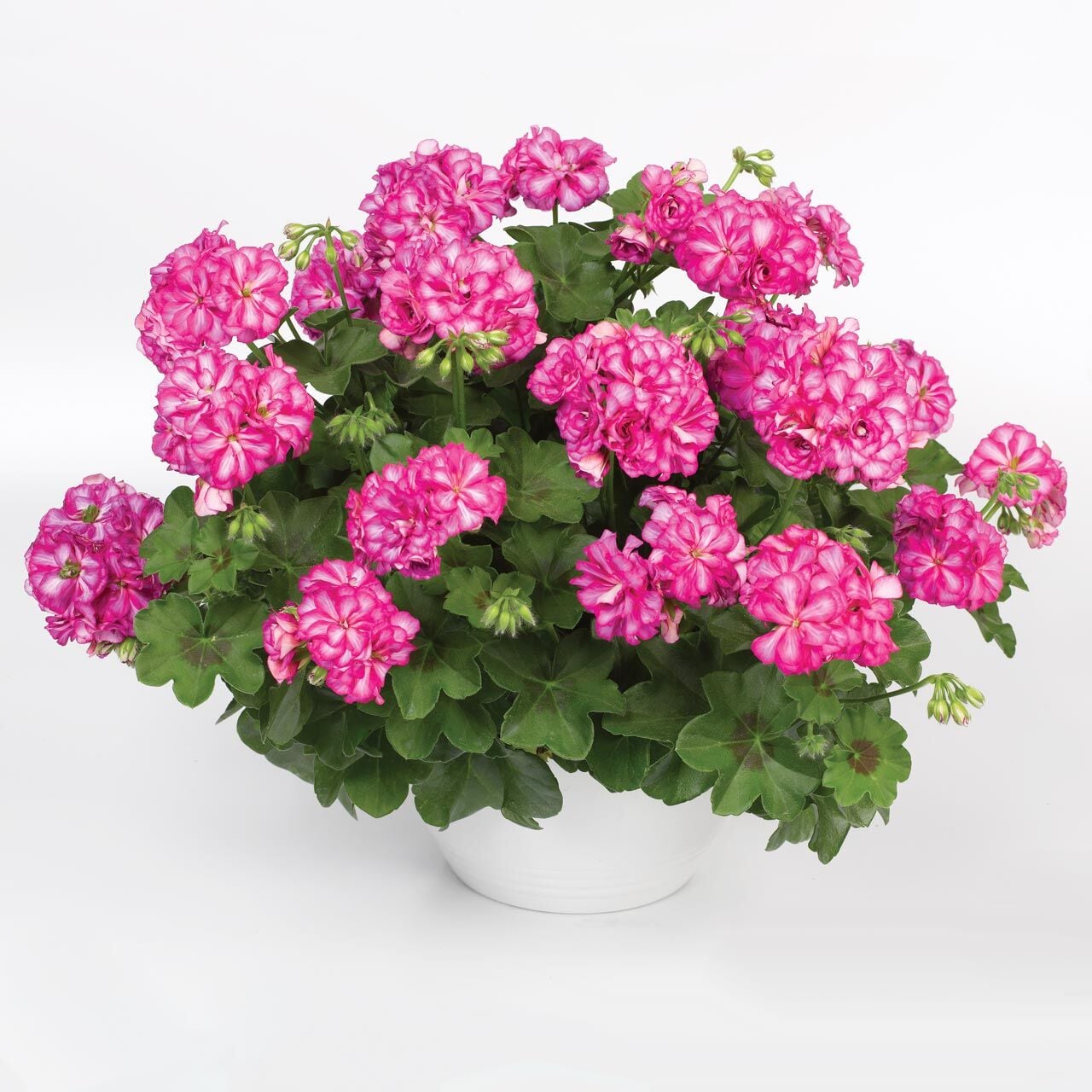 Alaca gül sarkan sakız sardunya fidesi ithal pelargonium arctic rose