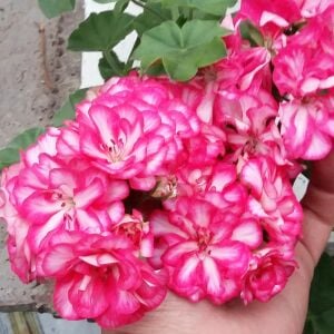 Alaca gül sarkan sakız sardunya fidesi ithal pelargonium arctic rose