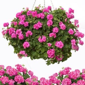 Alaca gül sarkan sakız sardunya fidesi ithal pelargonium arctic rose