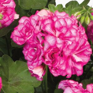 Alaca gül sarkan sakız sardunya fidesi ithal pelargonium arctic rose