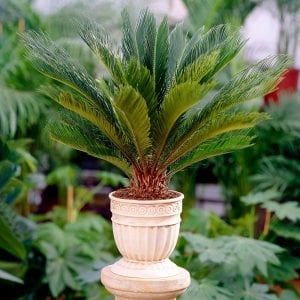 Sikas Sagu palmiyesi fidanı Cycas revoluta