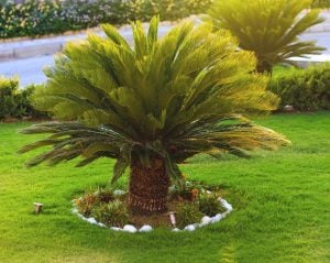 Sikas Sagu palmiyesi fidanı Cycas revoluta