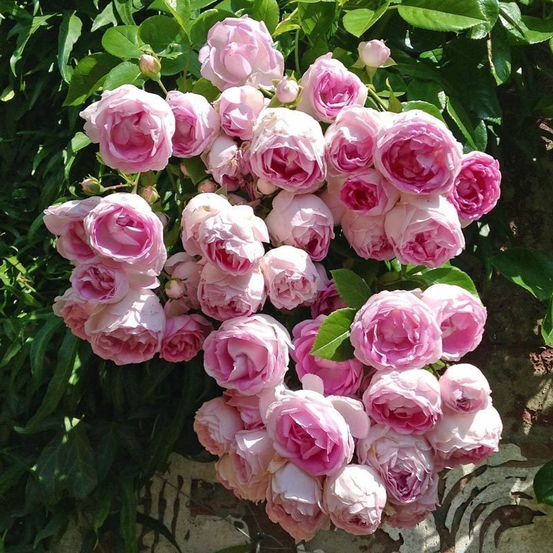 Jasmina sarmaşık gül fidanı aşılı 3+ yaş