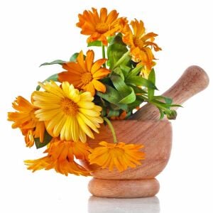 Şifalı ayni safa çiçeği tohumu calendula officinalis