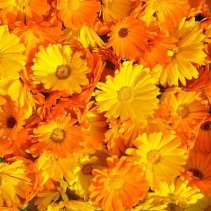 Şifalı ayni safa çiçeği tohumu calendula officinalis