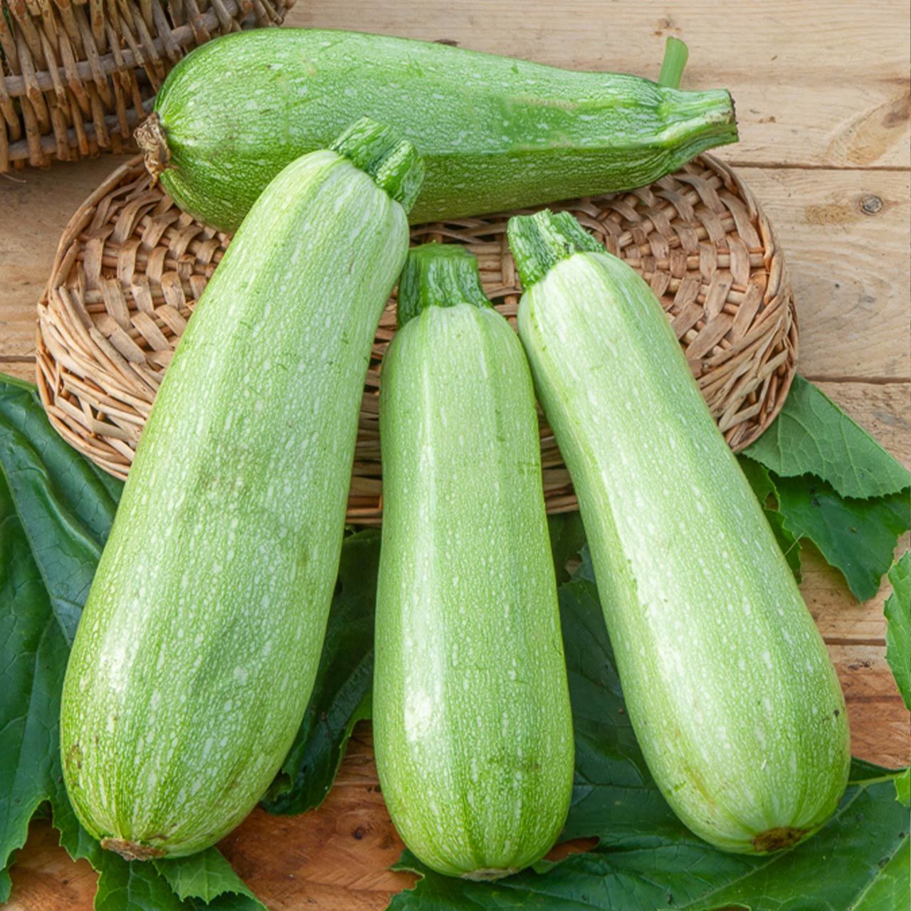 Çalı tipi kabak tohumu Atalık grey zucchini